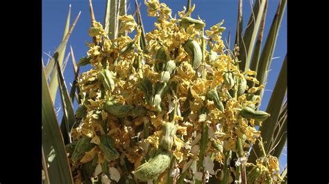 Harvesting And Roasting Yucca Fruits Youtube