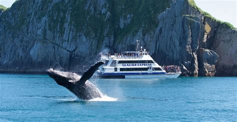 Alaska Whale Watching In Kenai Fjords Major Marine Tours