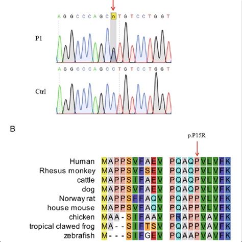 Analysis Of The Got1 Variant A Sanger Sequencing Validated The Download Scientific Diagram