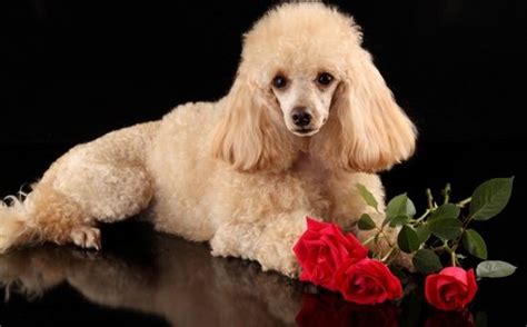 Top 290 Elegant Dog Names For Male And Female Dogs Petpress Poodle