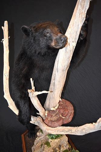 Lifesize Bear Mountsblack Bear Full Body Floor Mountsfull Body Bears