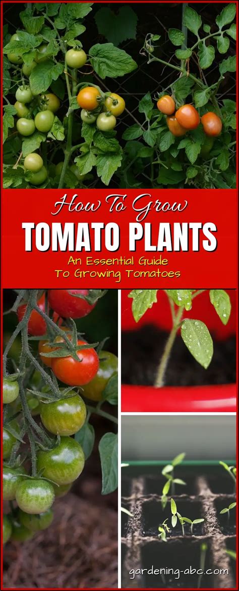 Learn How To Grow Tomato Plants With These Simple Easy To Do Steps