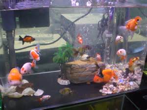 File:HK Aquarium Plaza Quarry Bay Goldfish society Wikimedia 