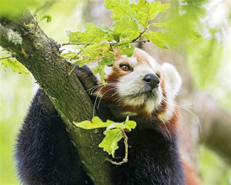 Red Panda In The Tree One Of The Red Pandas Of The Zürich Flickr