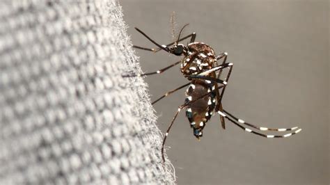 Ibiza Filled With Dangerous Tiger Mosquitoes Earth Chronicles News