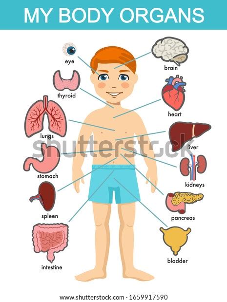 Human Body Anatomy Child Vector Medical Organs System Boy Body