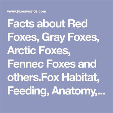 Facts About Red Foxes Gray Foxes Arctic Foxes Fennec Foxes And