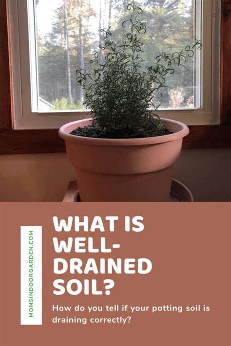 Information and translations of garden variety in the most comprehensive dictionary definitions resource on the web. What does well-drained potting soil mean? - Mom's Indoor ...