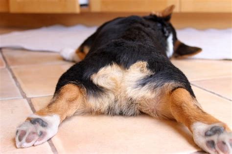 Top 7 Reasons Dogs Scoot Their Butts Across The Floor Petful