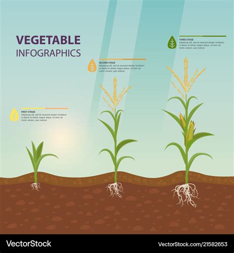 Maize Or Corn Growth Stages In Form Of Infographic