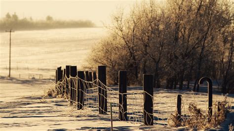 Wallpaper Winter Snow Fence Protection Snowdrifts Cover Trees