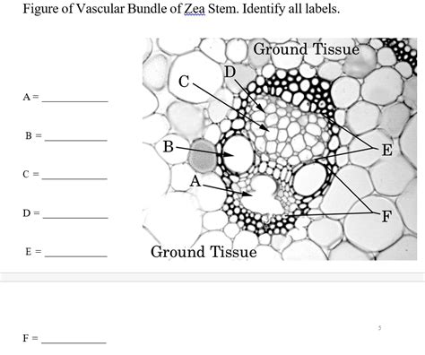 Solved Figure Of Vascular Bundle Of Zea Stem Identify All Labels