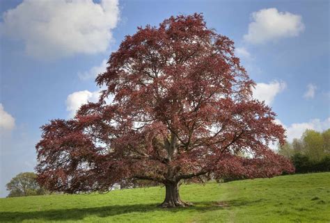 9 Great Trees And Shrubs With Purple Leaves In 2020 Tree With Purple