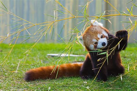 The Population Of Red Pandas Important Facts And Figures