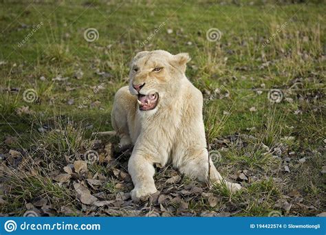 Posture Femelle De Menace De Grognement De Lion De Panthera Krugensis
