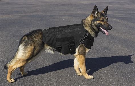 K9 Dog Training Equipment K9 Tactical Gear Buy Caliberdog K9