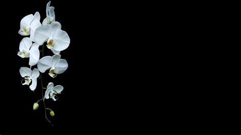 Wallpaper Black Background Minimalism Orchids White Flowers