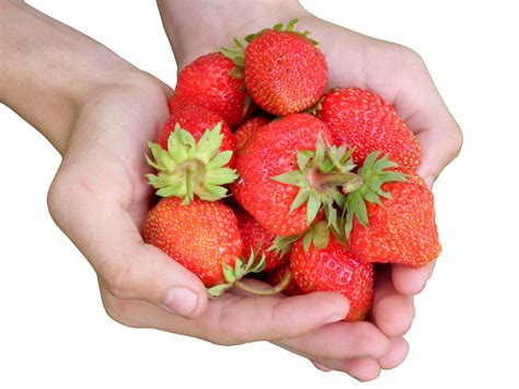 Hands Holding A Bunch Of Strawberries Png Image Purepng Free