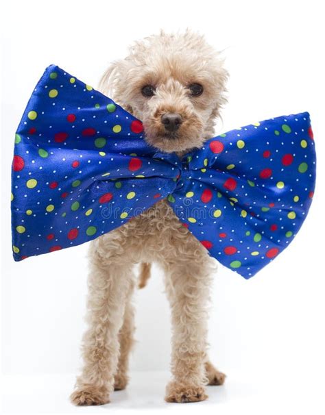 Dog In Big Bow Tie Stock Photography Image 18397702