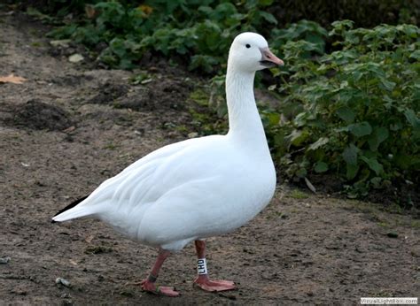 Black and white goose uk. Identify Snow Goose - Wildfowl Photography.