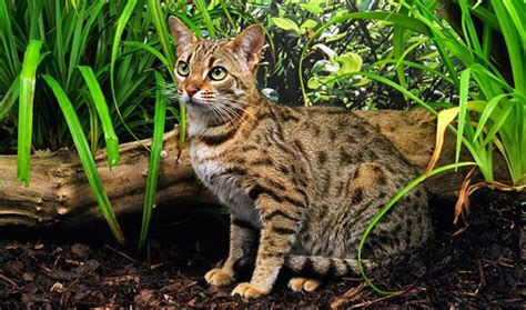 Search our database to find breeders by locations for nearby catteries or choose specific bengal cat colors and patterns. Bengal Cat Breed Information | Bengal cat, Bengal cat ...