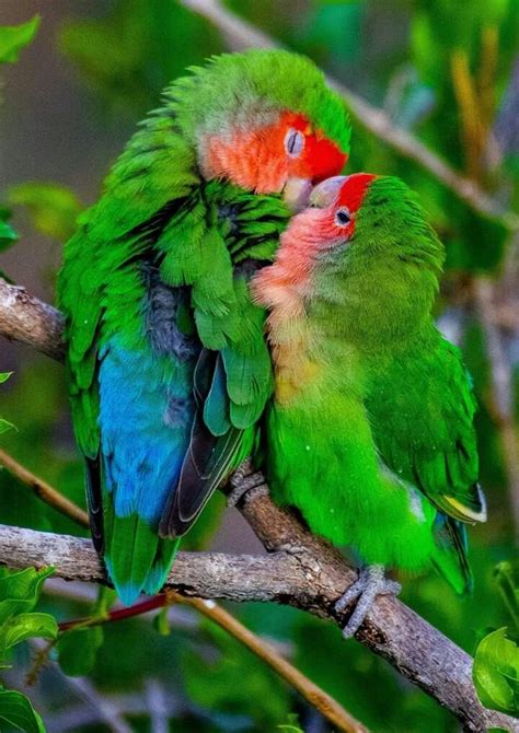 Rosy Faced Aka Peach Faced Lovebirds Erongo Wilderness Namibia By