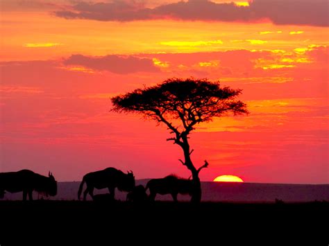 Magical Kenya Honeymoon Safari Incredible Tours In Kenya