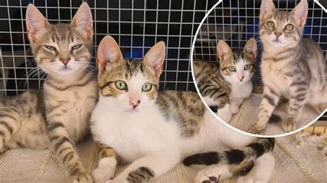 Can You Help Adorable Kitten Siblings Are Looking For A Home Together