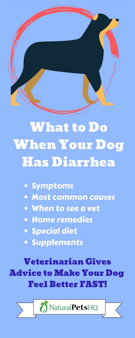 My Dog Has Diarrhea When Should I Take Him To The Vet Hutomo