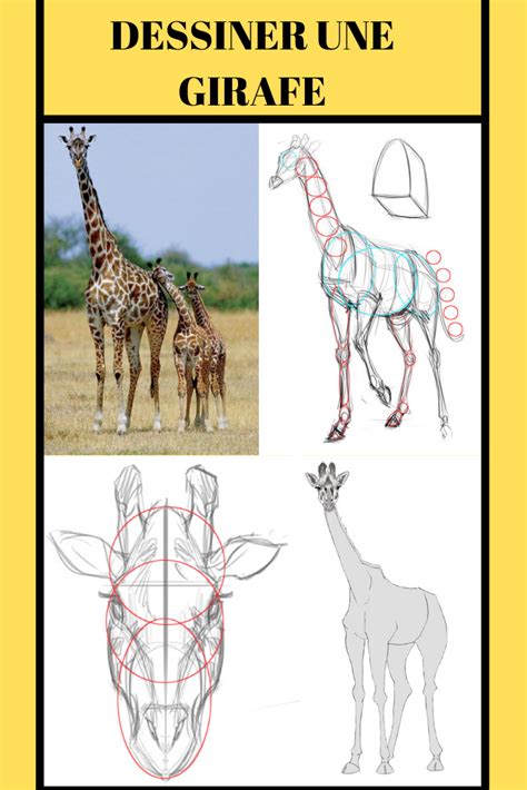 Comment Dessiner Une Girafe Comment Dessiner Une Girafe Comment