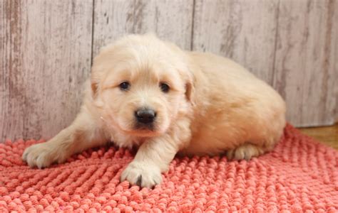 Learn more about ggz in indiana. 55+ German Shepherd Golden Retriever Mix Puppies For Sale ...