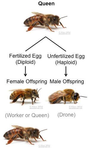 Honey Bees Keeping Bee Keeping Bee Diagram Bee Identification Honey Bee Facts Bee Friendly