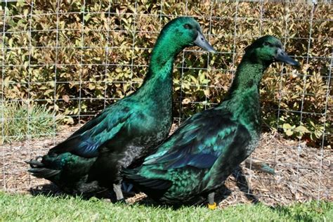 Cayuga Ducks Duck Breeds Cayuga Backyard Flocks