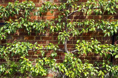 How To Espalier Fruit Trees Video