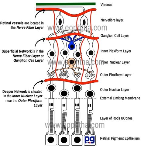 Anatomy Of Retina