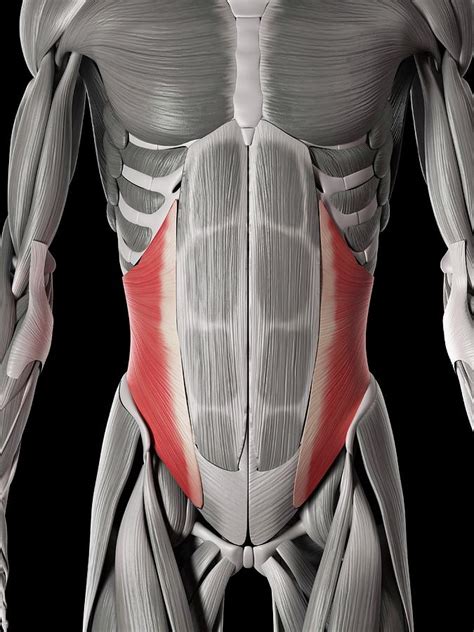Human Pelvic Muscles Photograph By Sebastian Kaulitzk