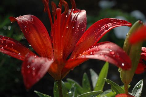 Asiatic Lily At Sunset 2 Free Photo Download Freeimages
