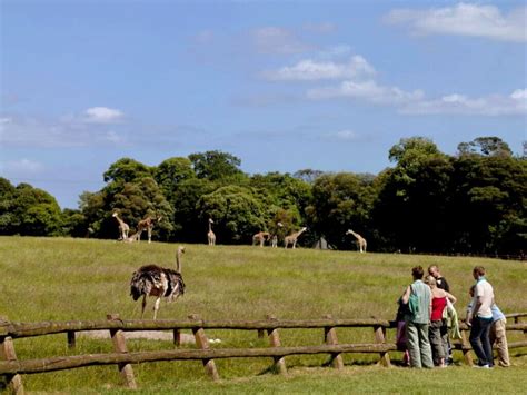 Fota Wildlife Park Welcomes Lemurs