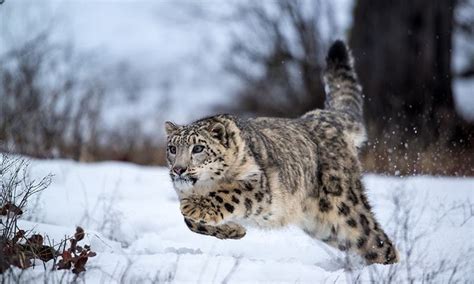 Saving Snow Leopards Newspaper Dawncom