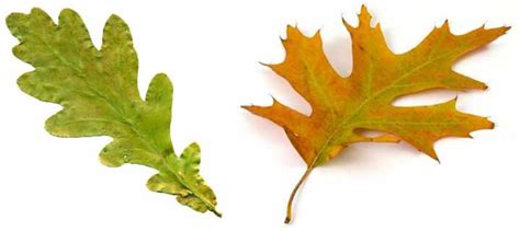 The 20 Most Remarkable Oak Trees Identification Guide With Pictures