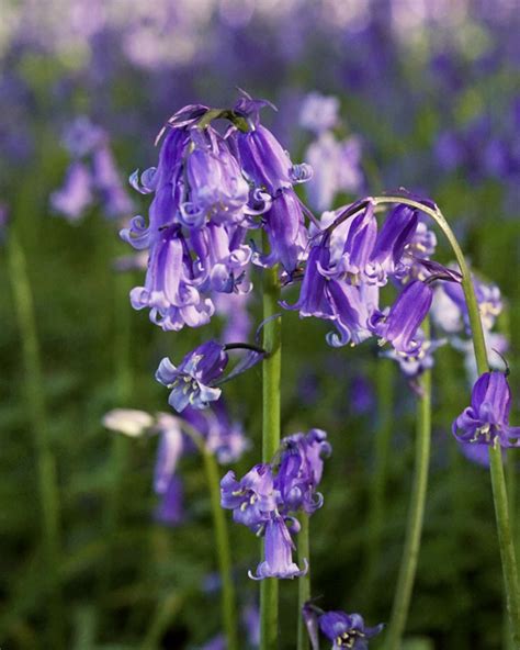 Bluebell Bluebells Language Of Flowers Floral Bouquets