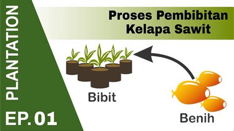 Proses pengekstrakan minyak kelapa sawit. PLANTATION Proses Pembibitan Kelapa Sawit | pre nursery ...