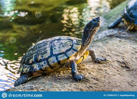 Closeup Of A Swamp Turtle At The Water Shore Tropical Reptile Specie