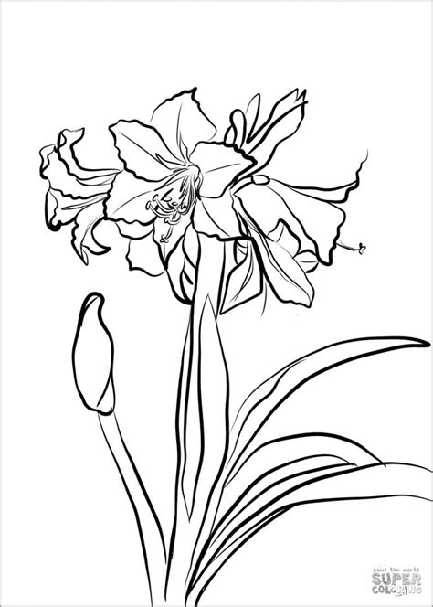 Amaryllis Coloring Pages ColoringBay
