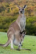 How is a Wallaby Different from a Kangaroo? Read to Know - Animal Sake