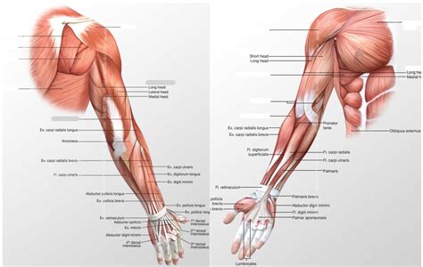 Name Of Muscles In Upper Arm Muscles Of The Arm And Hand Classic Free