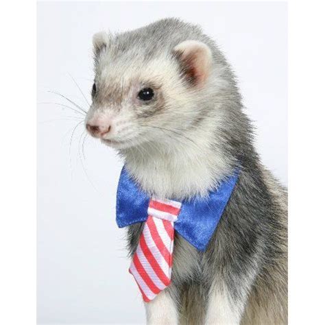 Patriotic Ferrets Cow Pictures Cute Animal Pictures Ferret Clothes