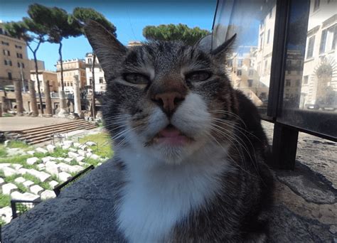 Search the world's information, including webpages, images, videos and more. Puzzled Cat in Rome Ends Up on Google Street View ...