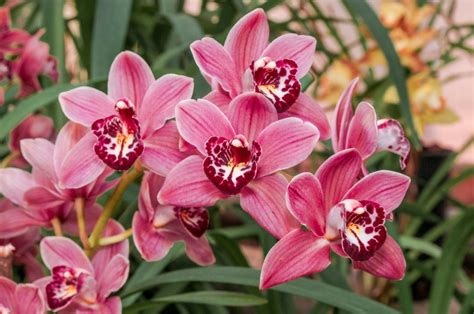 Cymbidium Boat Orchid Care Guide And Pictures Beautiful Orchids Types Of Orchids Cymbidium