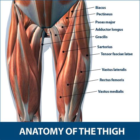 By asha larson may 31, 2021. Upper Leg Muscles And Tendons / Thigh Cramp | ScubaBoard ...